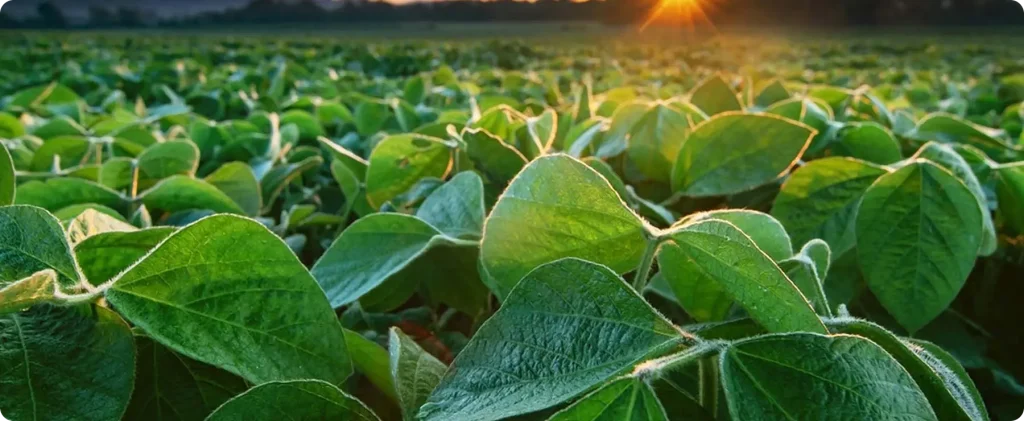 How Bunge aligned 200+ users and standardized sourcing across regions