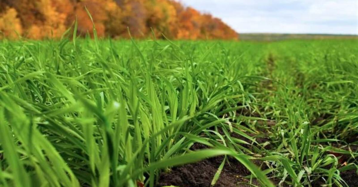 How our spend analytics team saved USD 13M by analyzing purchasing data for Agro Holding
